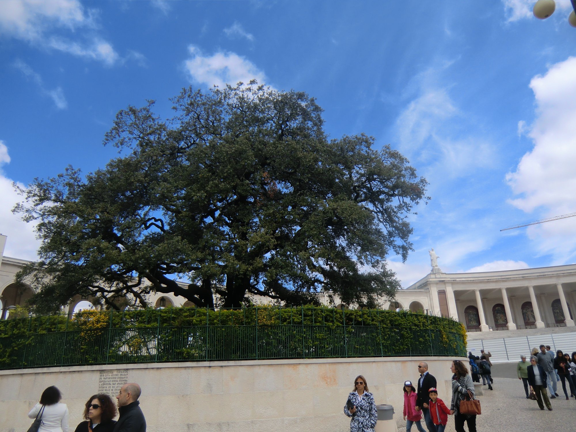 Die damals junge Steineiche am Ort der Marienerscheinungen ist heute ein stolzer Baum