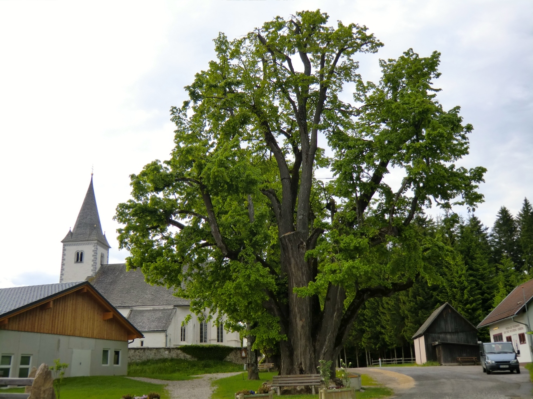 Wallfahrtskirche in Gräbern, Jakobus und Philippus geweiht, deren Ursprungsbau von Hemma am Ort des Grabmals ihres Mannes Wilhelm von der Sann erbaut wurde; die vordere der insgesamt drei Linden sei 1000 Jahre alt